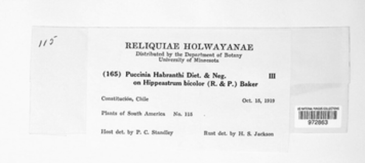 Puccinia habranthi image